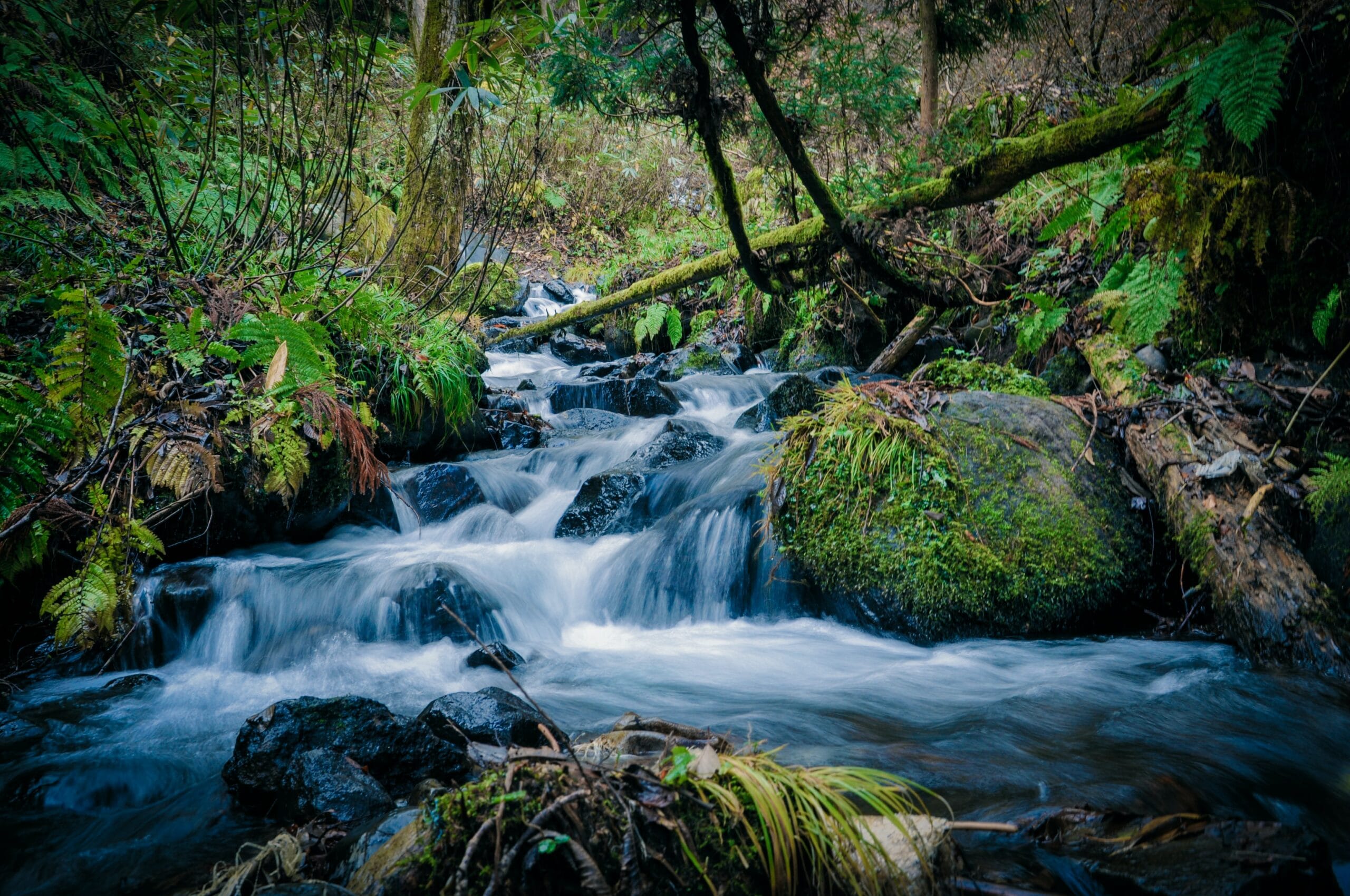Waterfall surrounded by lush green forest