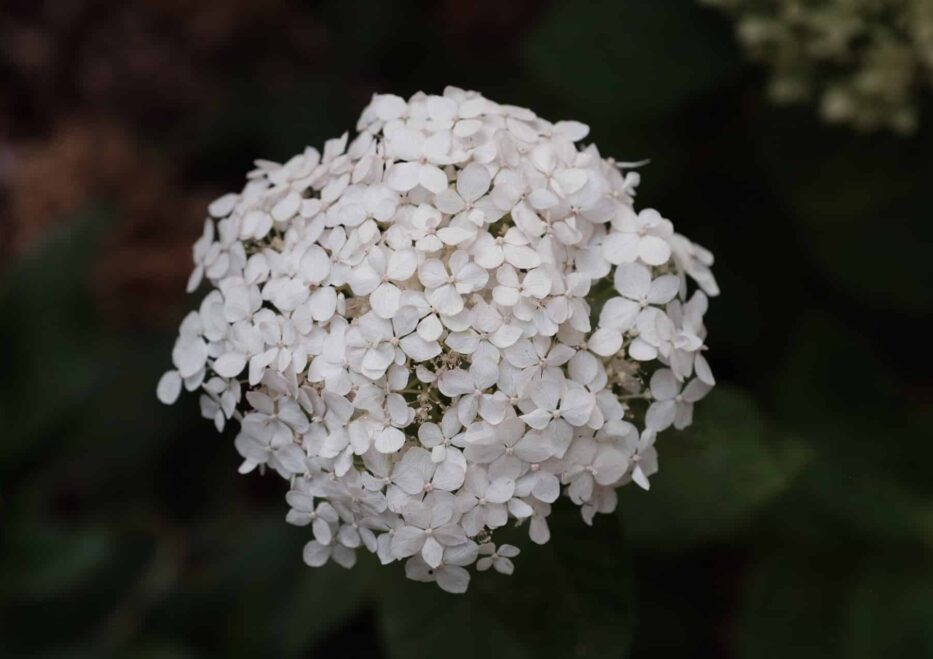 Flowers outside in Stonehurst Place
