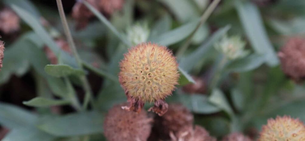 Stonehurst Place - Exterior-06 Outdoor flowers in Stonehurst Place