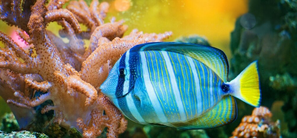 A fish at the Atlanta Aquarium